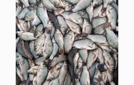 Продам карась оптом