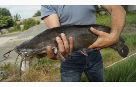 Продам сома клариевого/африканского