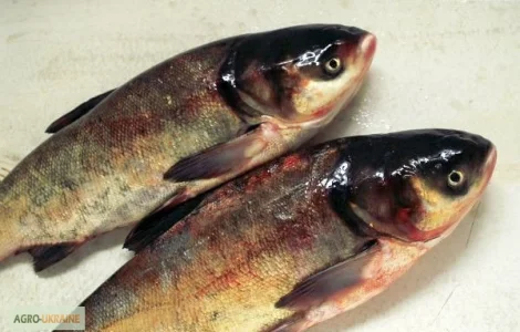 Продам карп