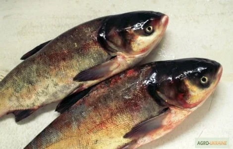 Рыбная компания реализует охлаждённую речную рыбу