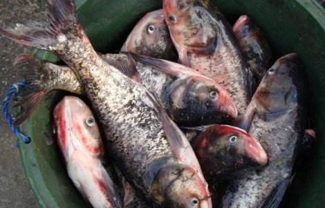 Продам толстолоб 8-10 кг