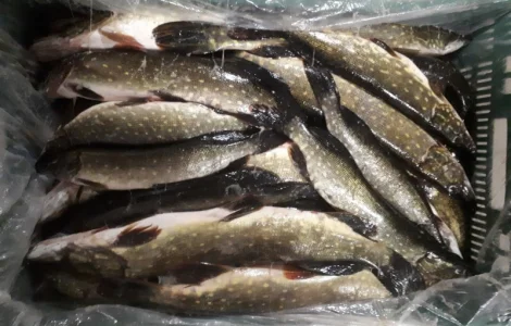 Продам щуку свежемороженную и охлажденную