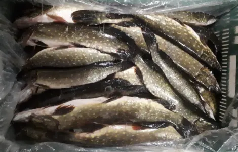Продам щуку свежемороженную и охлажденную
