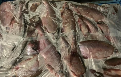 Реализуем оптом с/м лещ мелкий