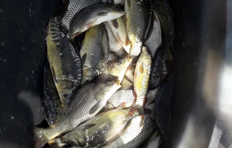 Продам Мальок-зарибок однорічки карпика 100