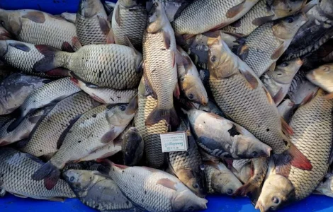 Продам зарибок коропа двохрічки, середня вага 400 грам