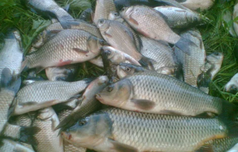 Риба жива, копчена, зарибок малька, раки (гурт та роздріб)