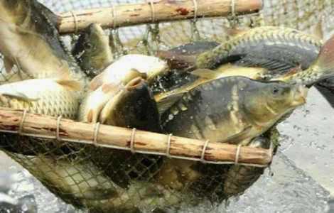 Продам живу рибу малька однорічку двох річку