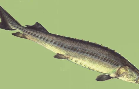 Крупный зарыбок Осетра