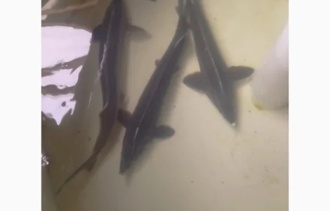 Малек Ленского