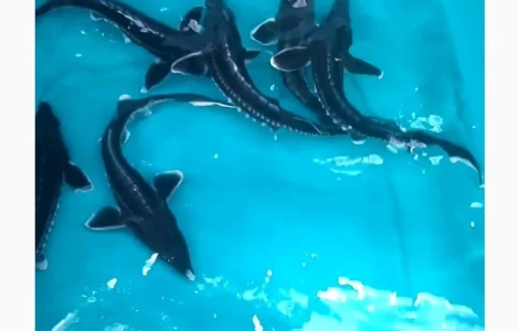 Малёк осетра по 50грн/шт