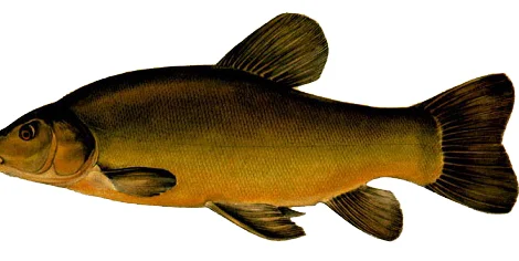 Пропонується малек Венгерського Линя