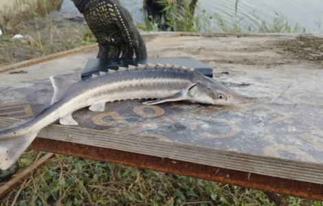 Малёк/Бестер/Стерлядь/Осетровые