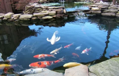 Карпы кои Украина, японский карп кои, пруд, рыбки, водные растения, нимфеи, корм для карпов кои