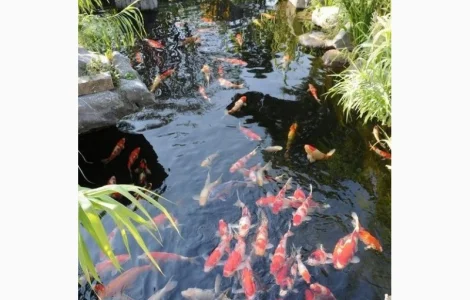 Рыбки для пруда