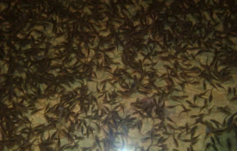 Продам зарыбок осетровых Стерлядь-Бестер и Гибриды