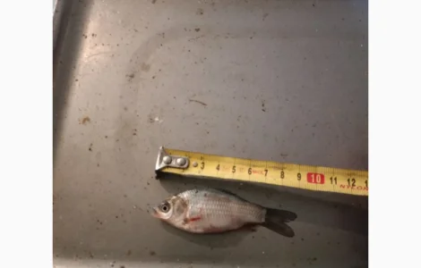 Живець Карась