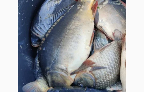 Продам мальок однорічка дворічка :Судак, лящь, окунь