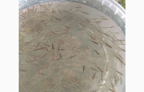 Продам малька судака