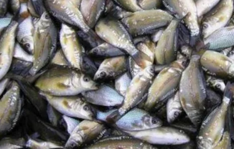 Продам зарибок коропа