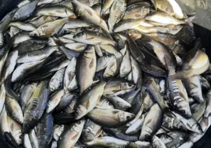 Продаж мальку (короп