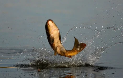 Зарыбление подрощенной личинкой карпа 2024