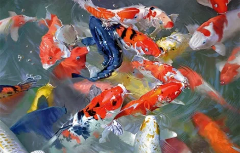 Зарыбление Кои