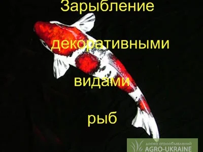 Зарыбление декоративной рыбой