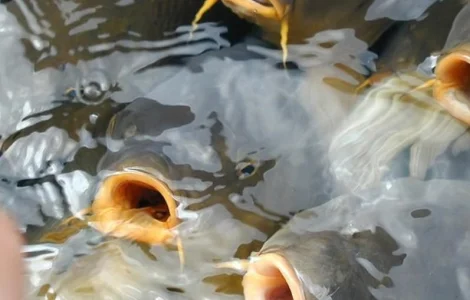 Зарыбление прудов