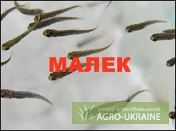 Зарыбление мальком