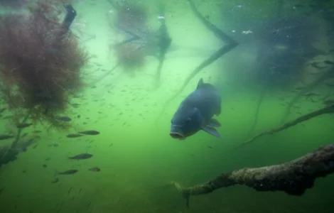 Зарыбление личинкой различных видов рыб