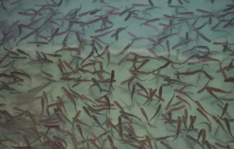 Зарыбление водоемов подрощенной личинкой карпа