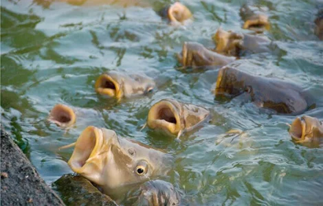 Сезонная распродажа малька карпа