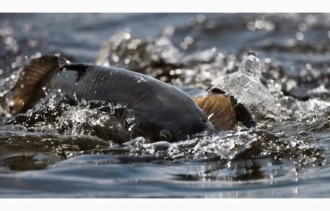 Сентябрьское зарыбление годовиком карпа