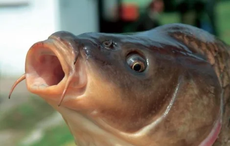 Малек годовик