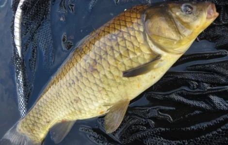 Личинка карпа по низким ценам