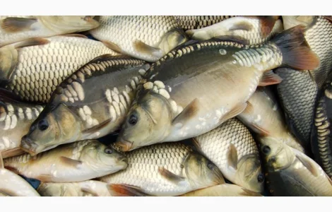 Карп личинка последний выклев