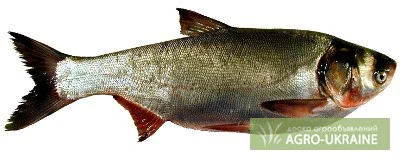 Малек толстолоба и карпа