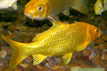 Годовик цветного карпа