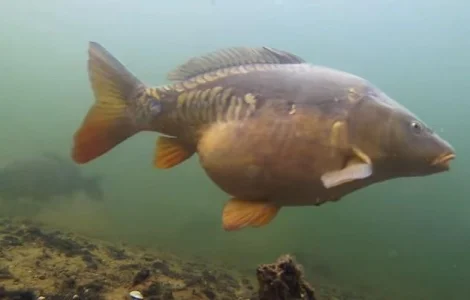 Карп для зарыбления