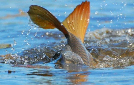 Малек карпа реальное зарыбление