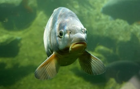 Малек карповых видов годовик и двухлетка