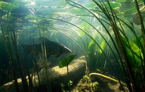 Лучшее предложение по зарыблению