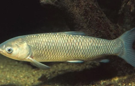 Продам малька Белого Амура