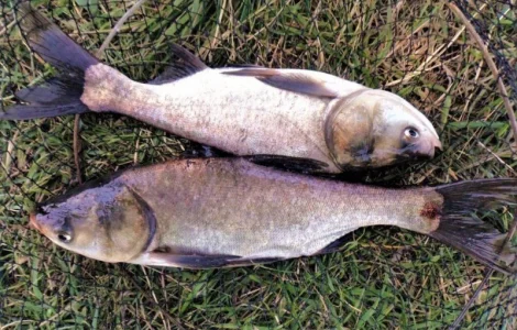 Продам малька товстолоба