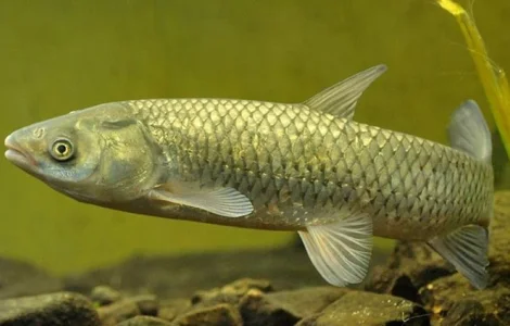 Продам Белого Амура для зарыбления прудов и водоемов