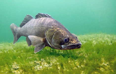 Хищная рыба лучший мелиоратор водоема