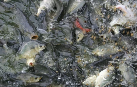 Продам трех дневную личинку карпа