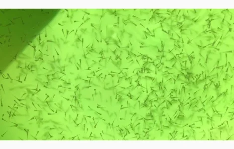 Зарыбление личинкой в весеннее летний сезон