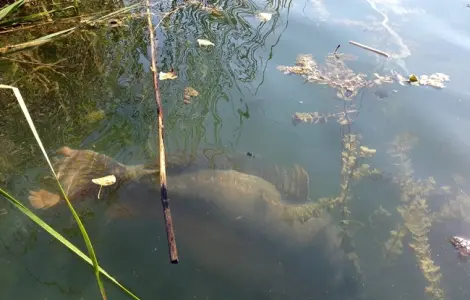 Качественное зарыбление осенью